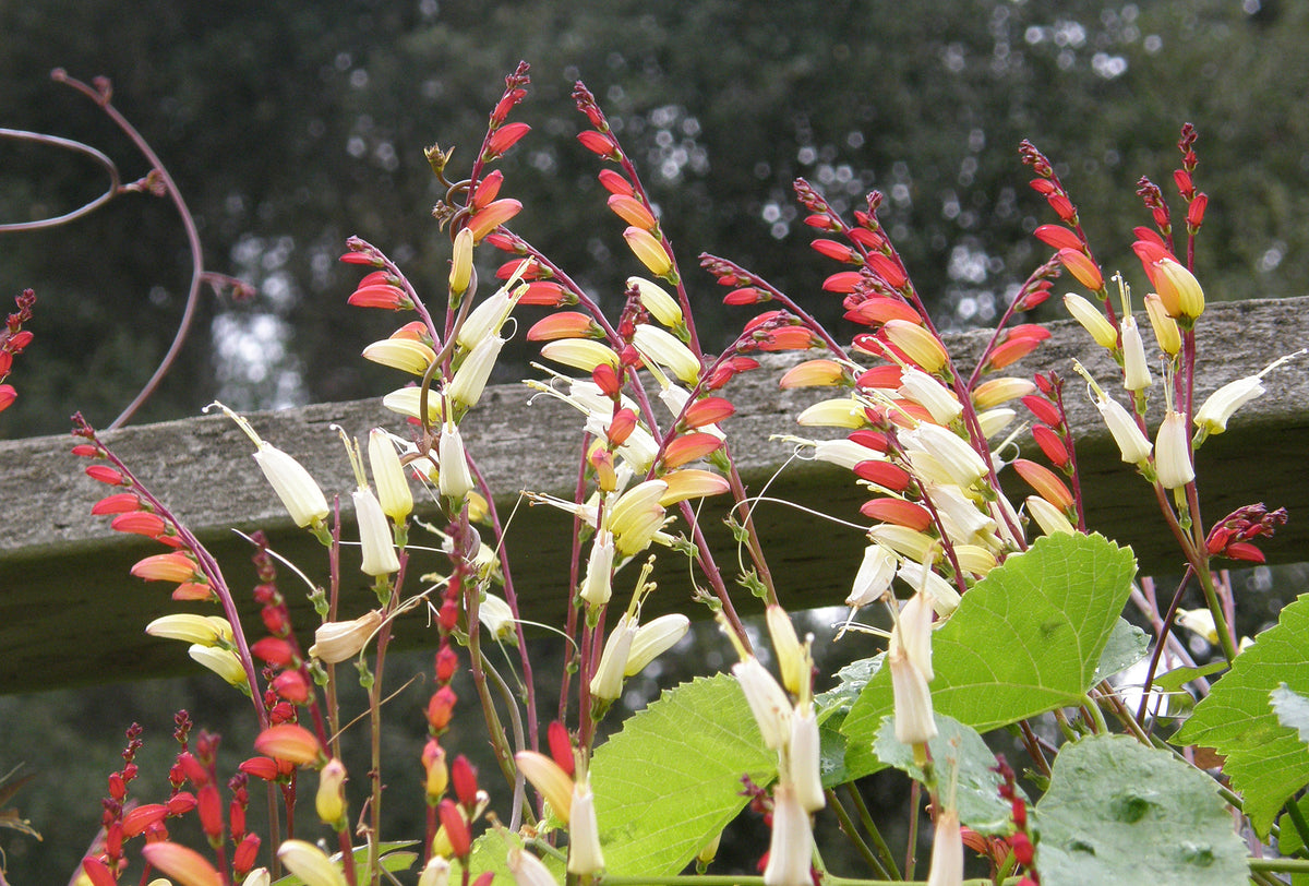 Heirloom Mina Lobata - Exotic Love Vine