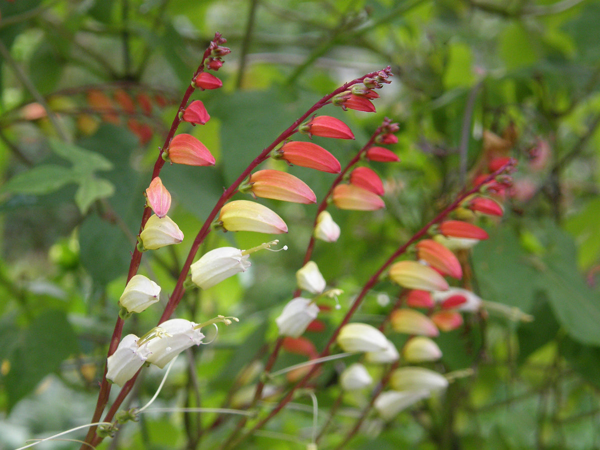 Heirloom Mina Lobata - Exotic Love Vine