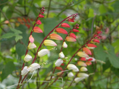 Heirloom Mina Lobata - Exotic Love Vine