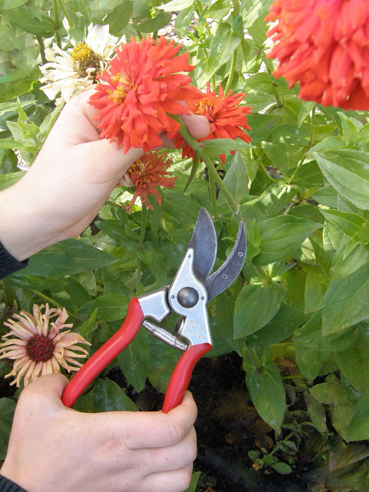 Felco Hand Pruners