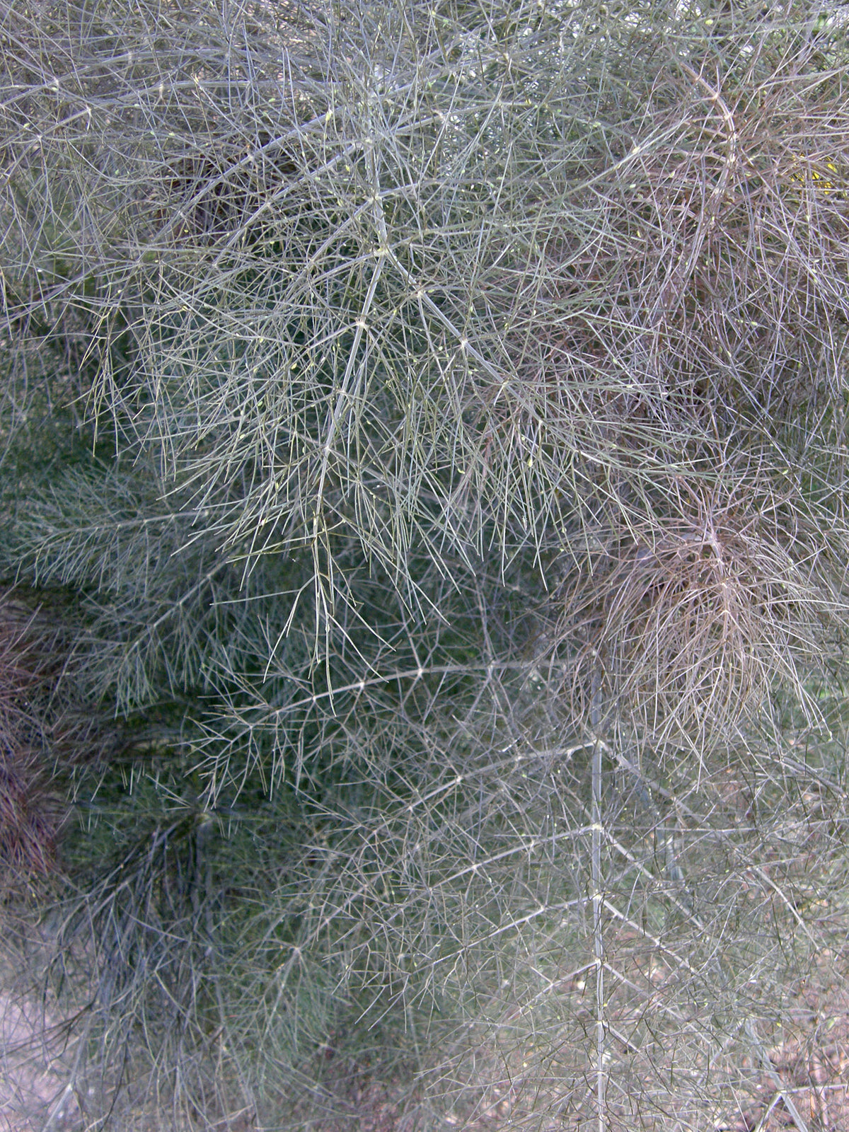 Heirloom Butterfly Herbs - Smokey Bronze Fennel