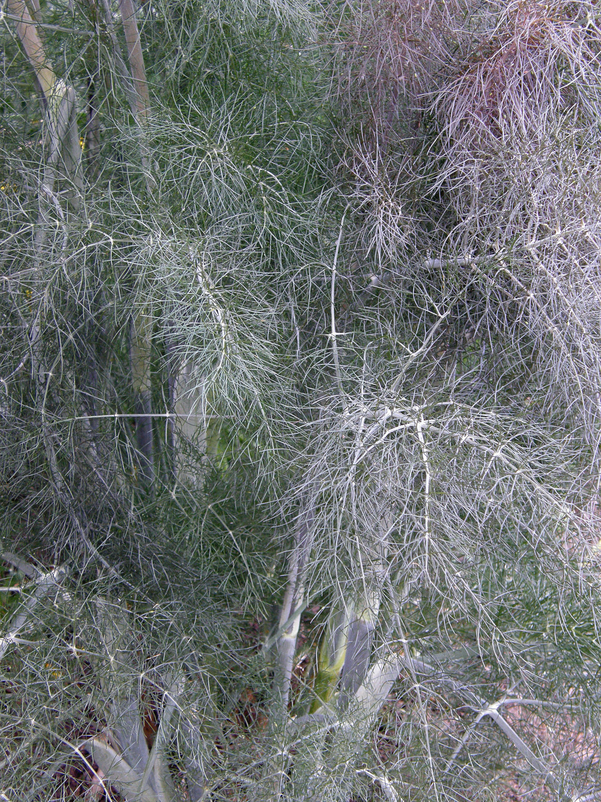 Heirloom Butterfly Herbs - Smokey Bronze Fennel