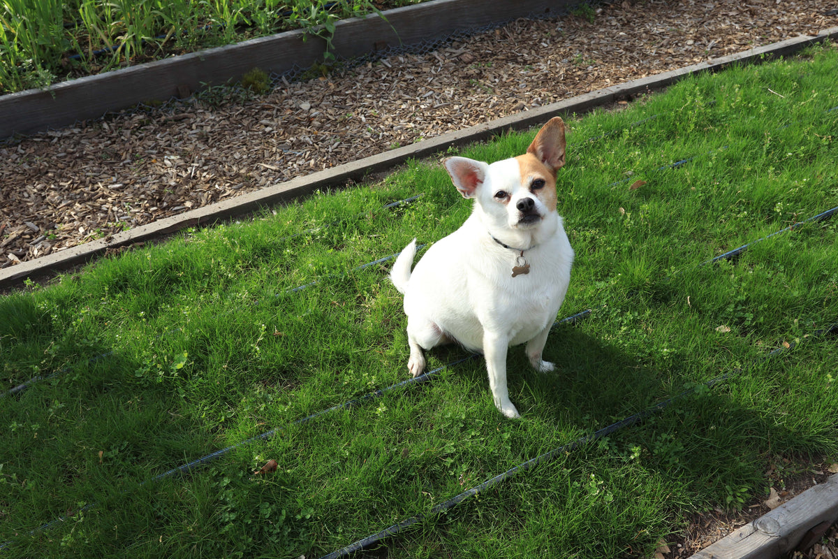 Lawn Alternative - Microclover Fescue