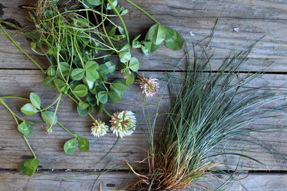 Lawn Alternative - Microclover Fescue