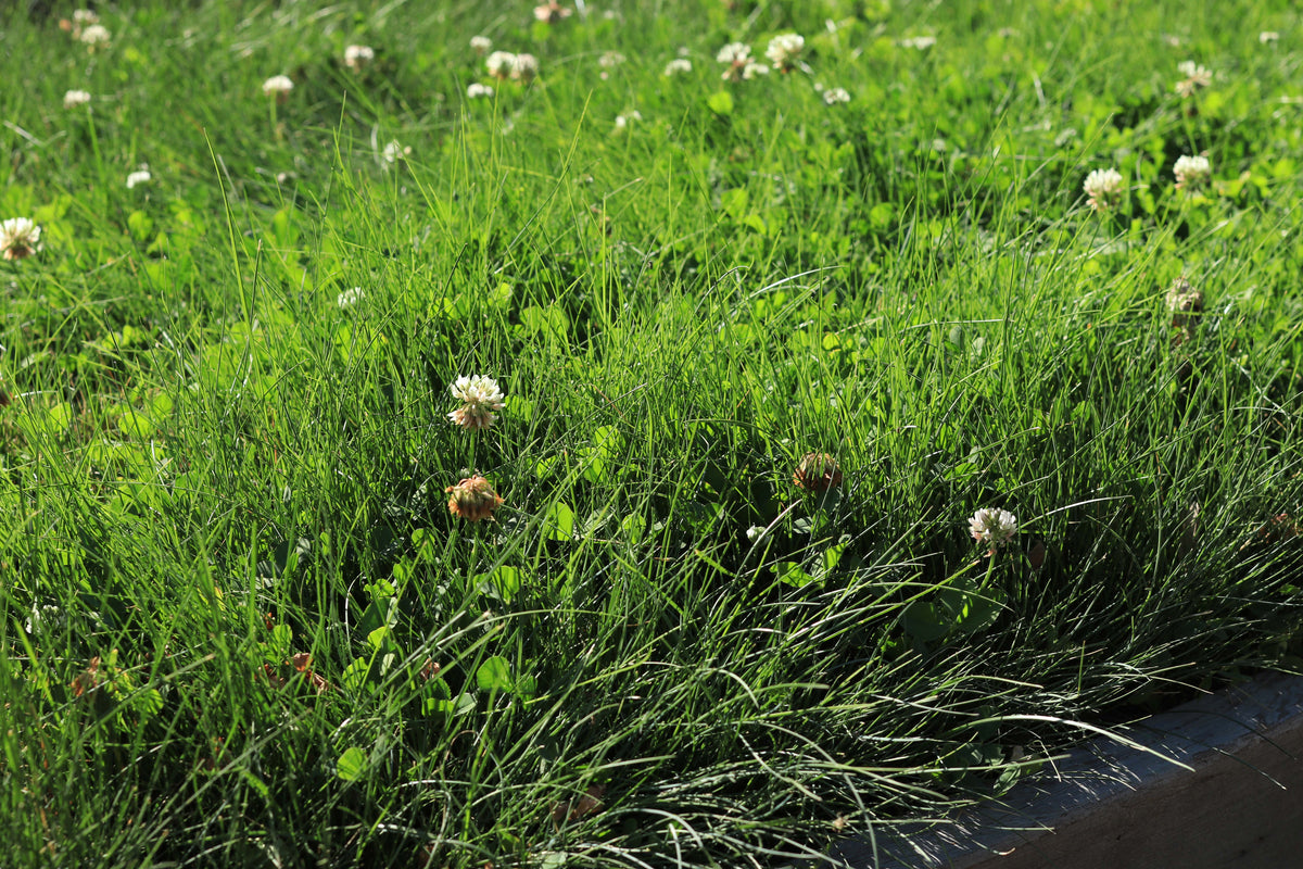 Lawn Alternative - Microclover Fescue