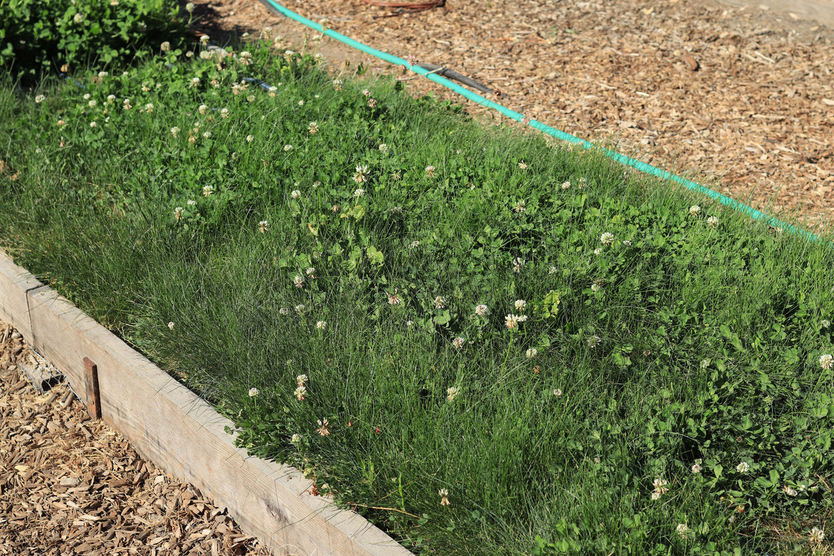 Lawn Alternative - Microclover Fescue
