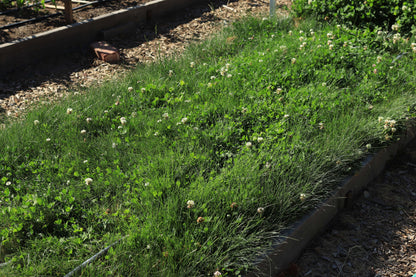 Lawn Alternative - Microclover Fescue