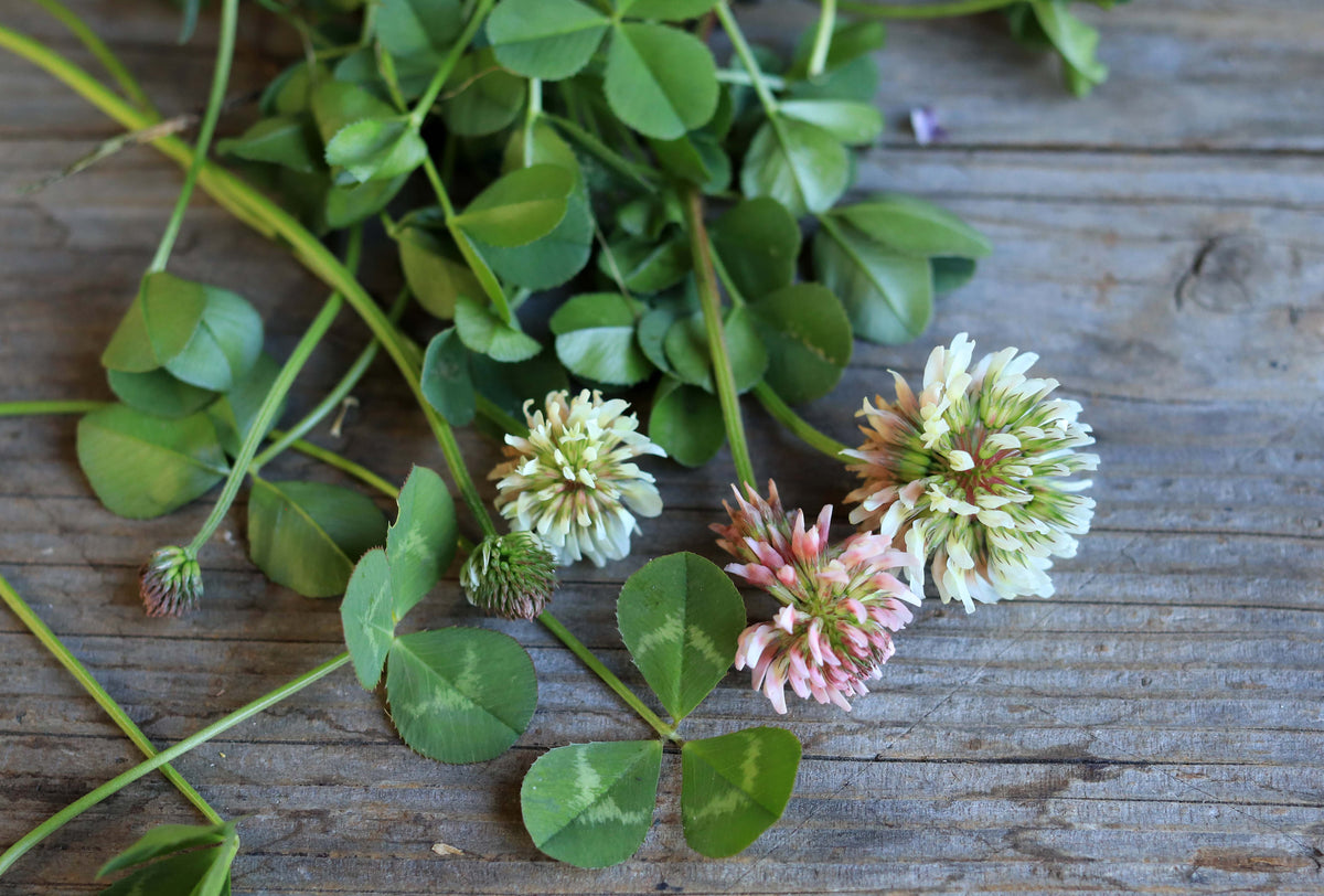 Lawn Alternative - Microclover Fescue