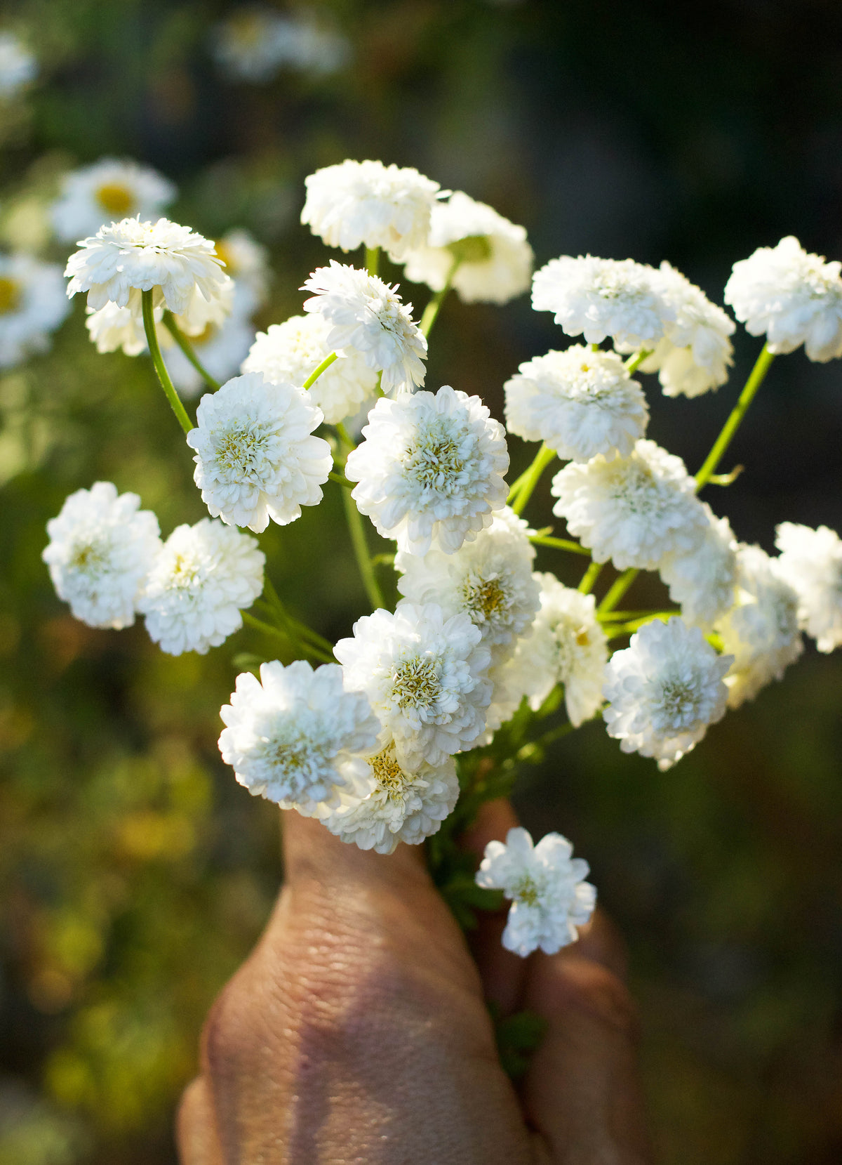 Heirloom Double Feverfew - White Wonder