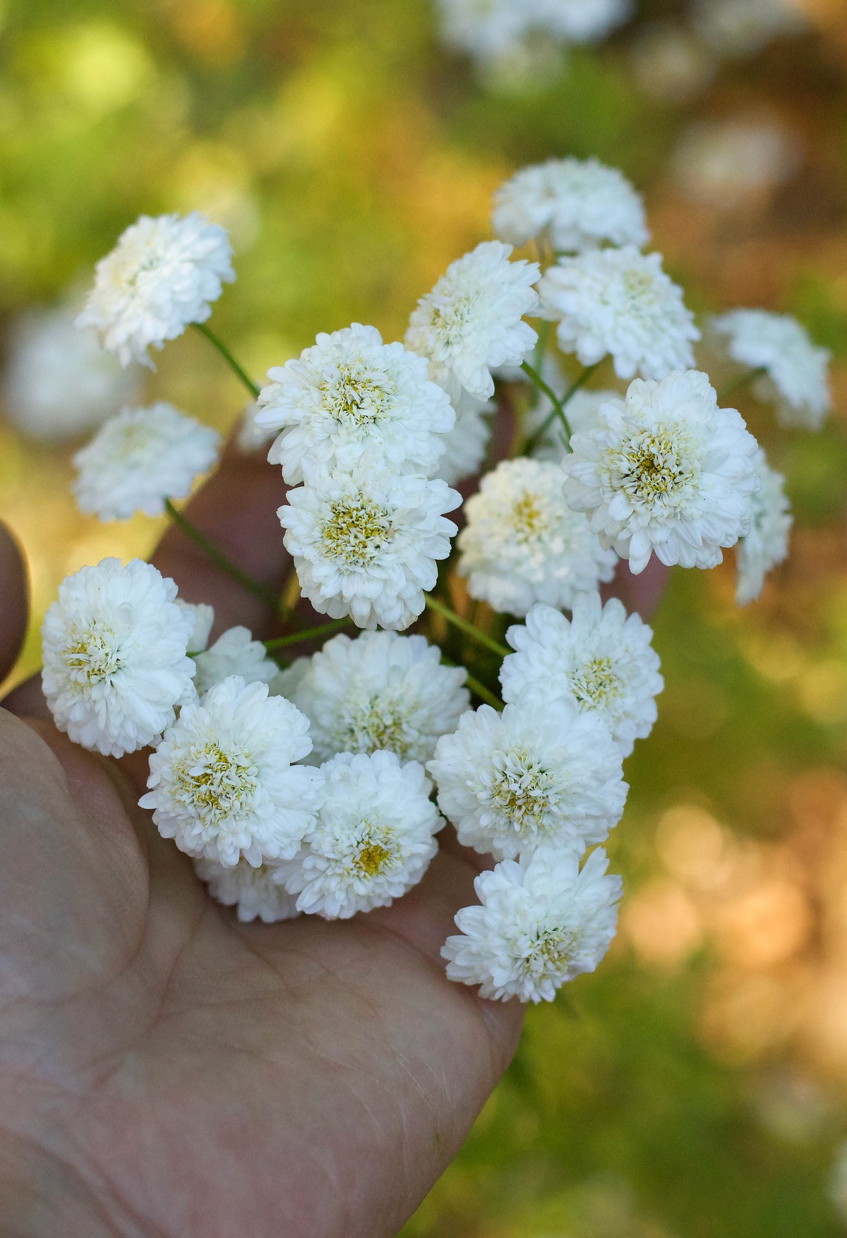 Heirloom Double Feverfew - White Wonder
