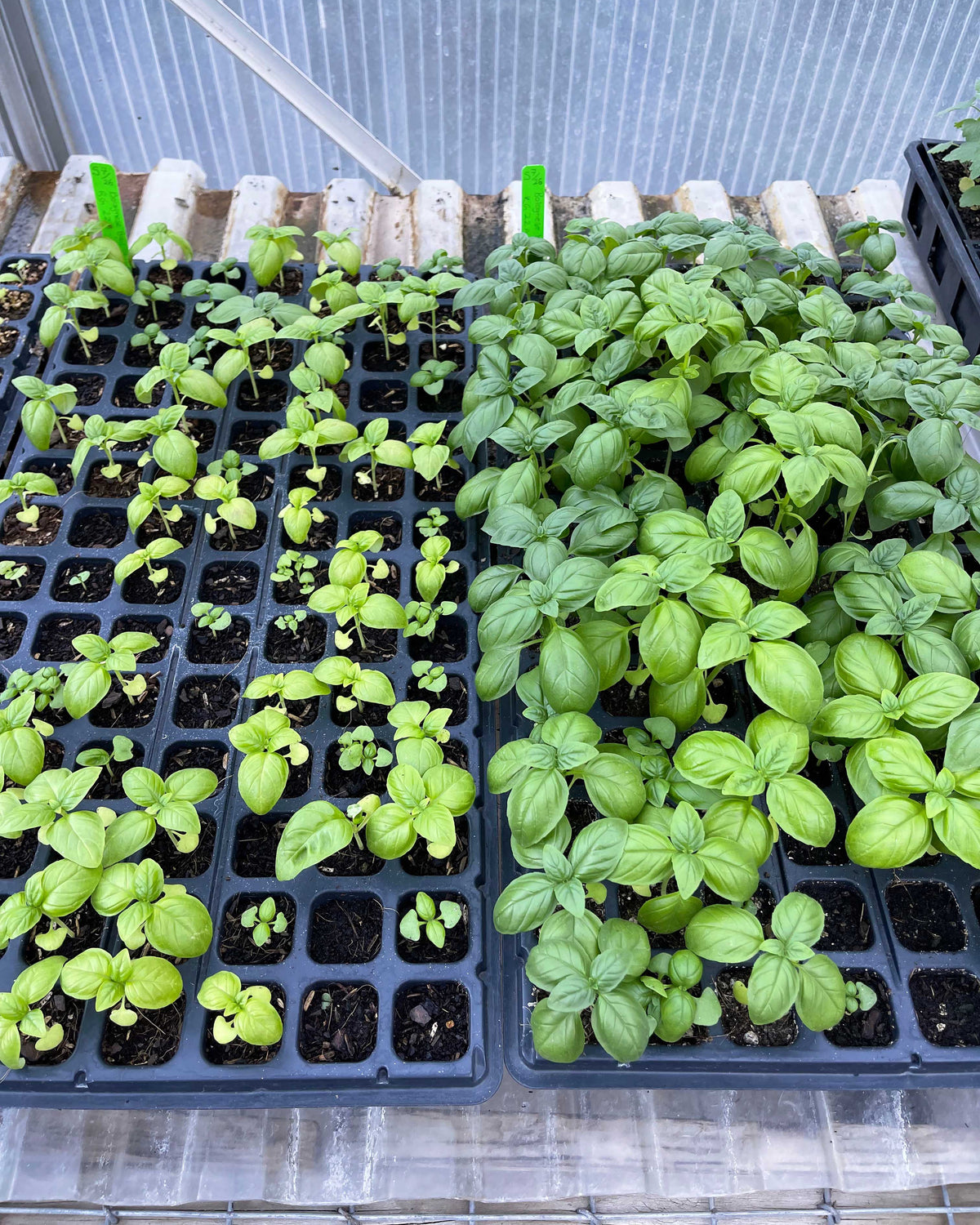 Fort Vee Seed Starting Mix
