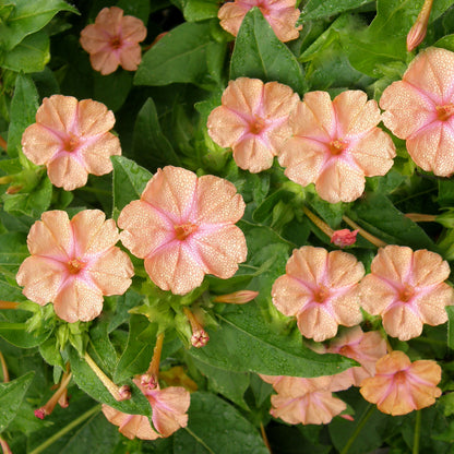 Hummingbird Four O’Clocks - Scented Peach Sunset