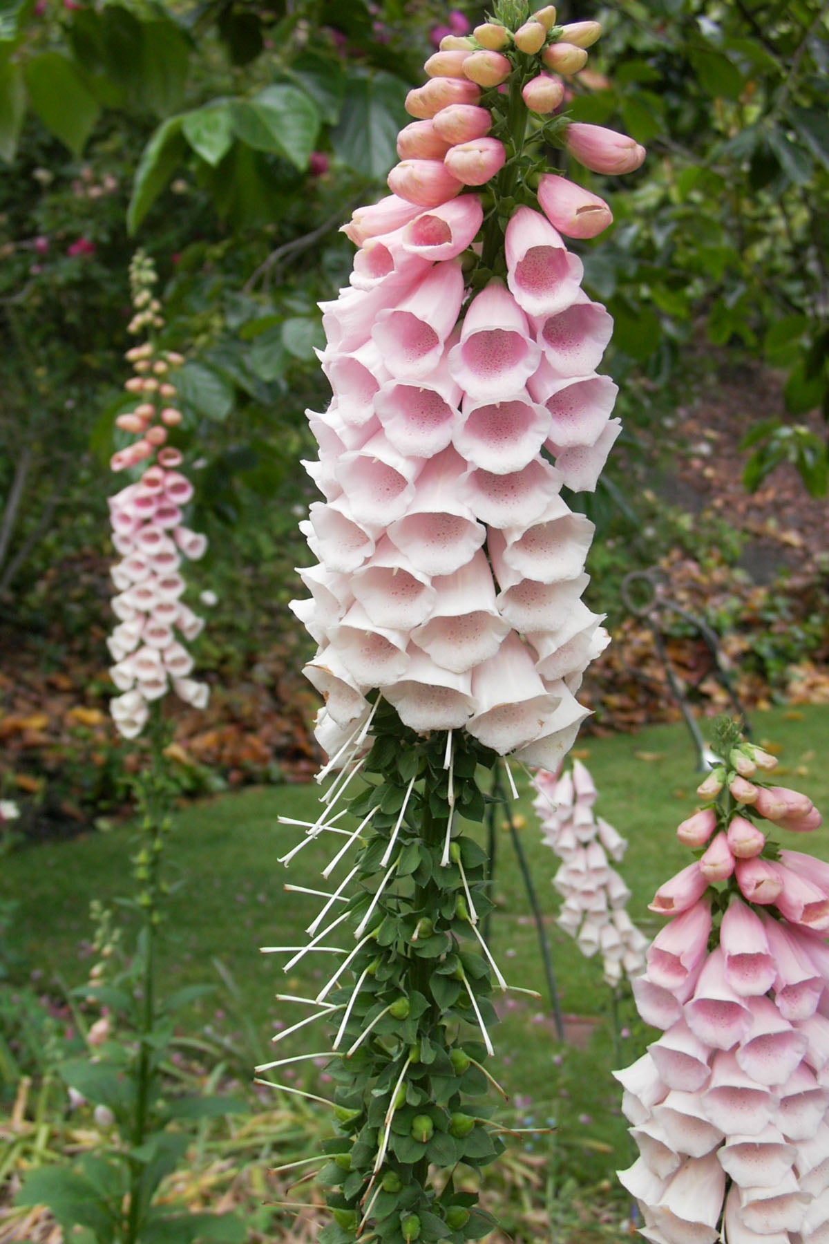 Heirloom Apricot Foxglove - Faerie Queen