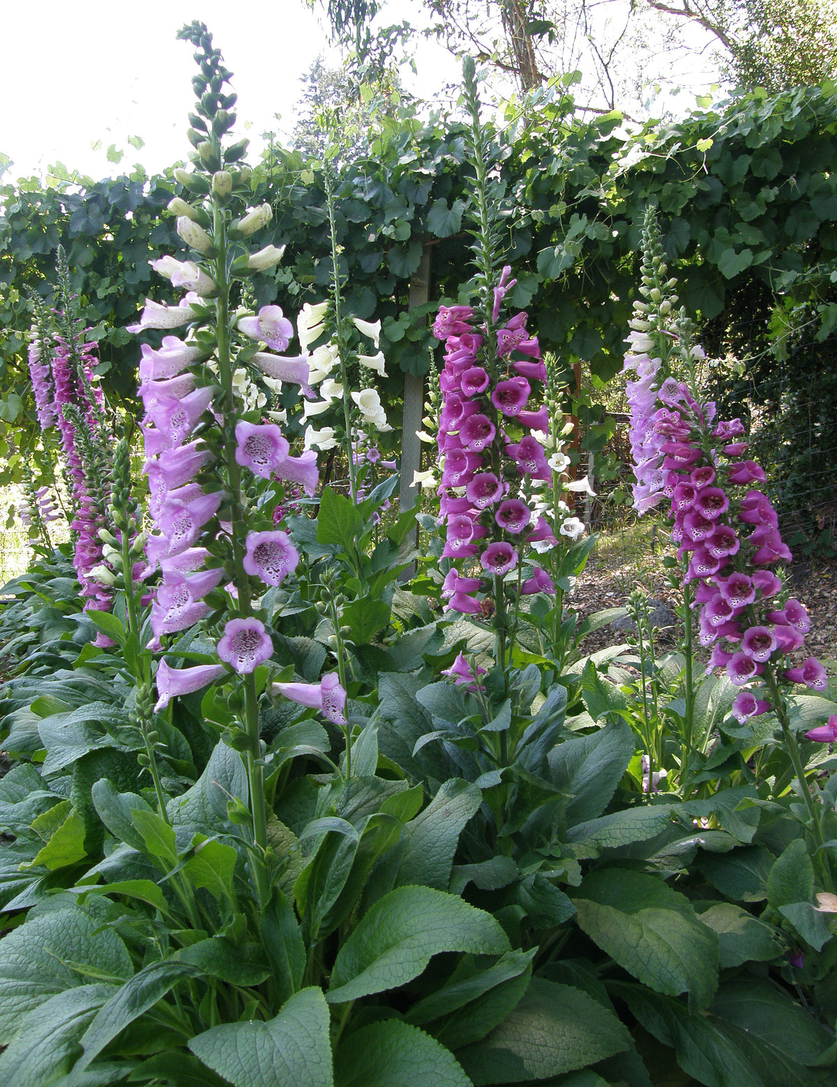 Hummingbird Foxgloves - Carousel Mix
