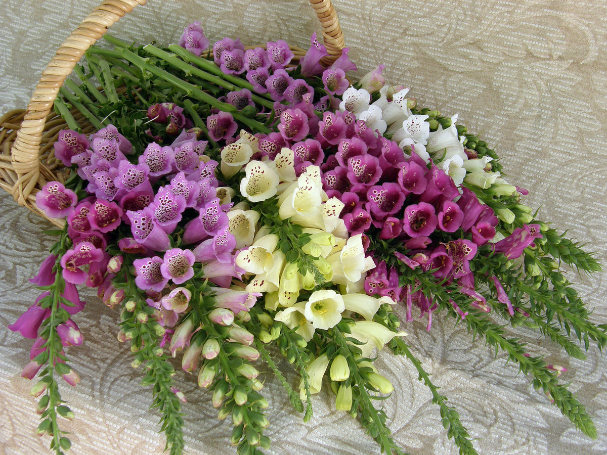 Hummingbird Foxgloves - Carousel Mix