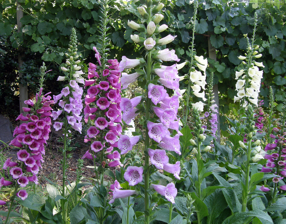 Hummingbird Foxgloves - Carousel Mix