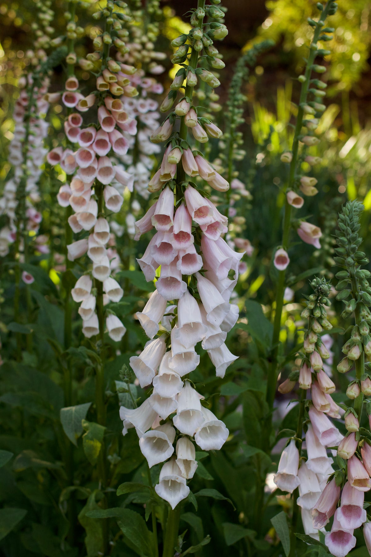 Heirloom Apricot Foxglove - Faerie Queen