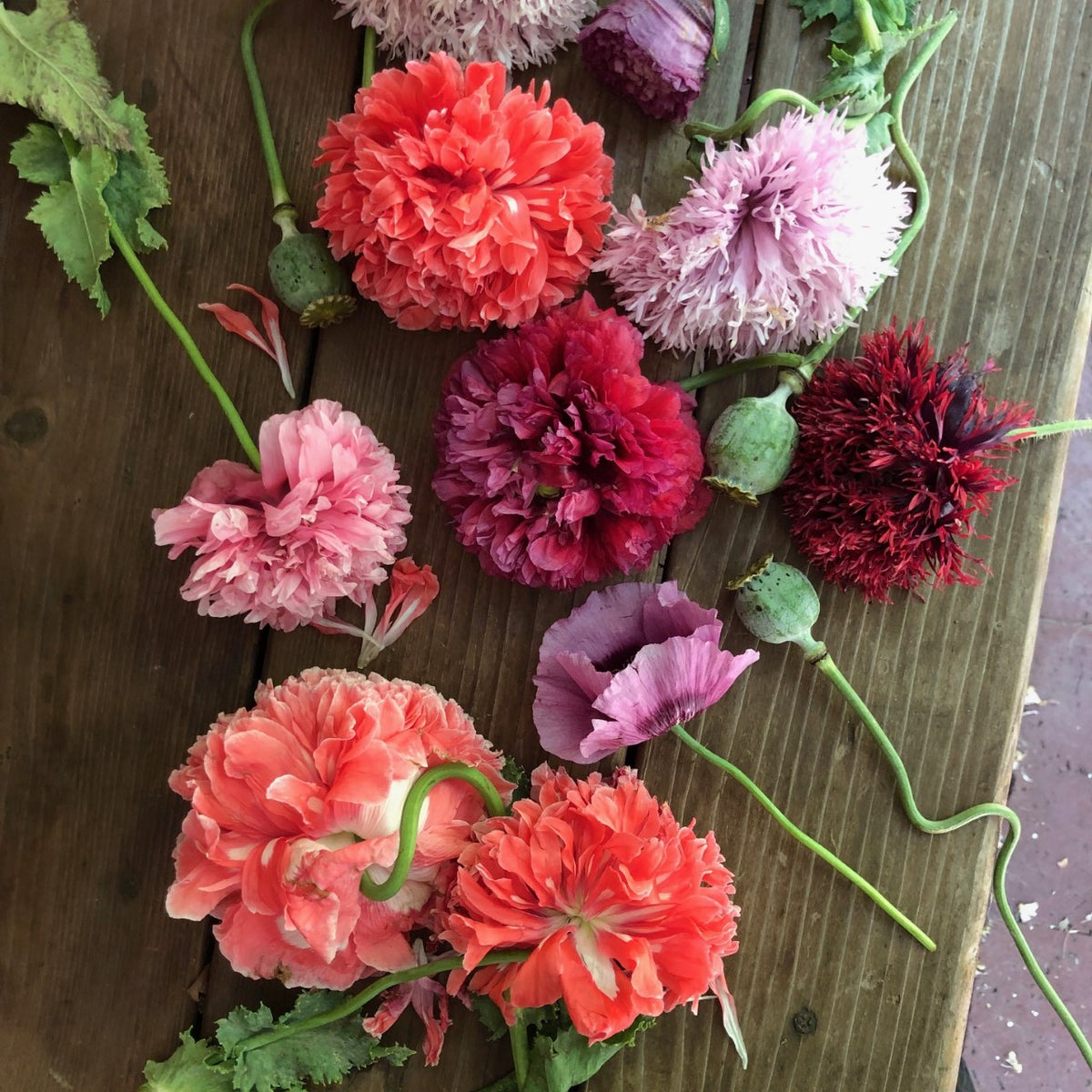 Heirloom Poppies - French Flounce