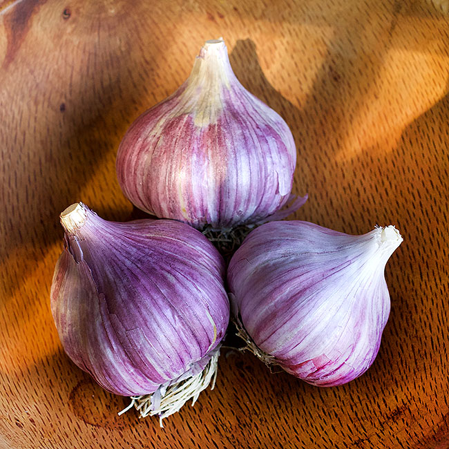 Seed Garlic - Chesnok Red Organic
