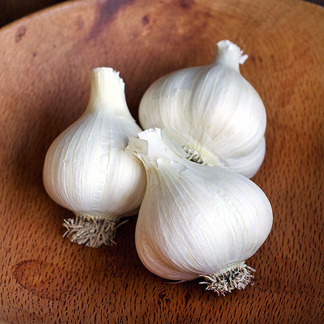 Seed Garlic - German Porcelain Extra Hardy Organic
