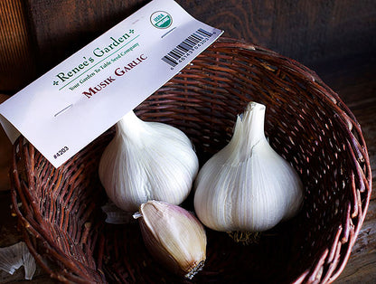 Seed Garlic - Musik Organic