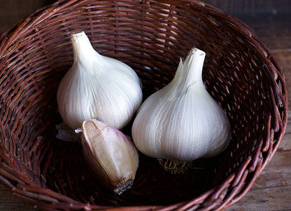 Seed Garlic - Musik Organic