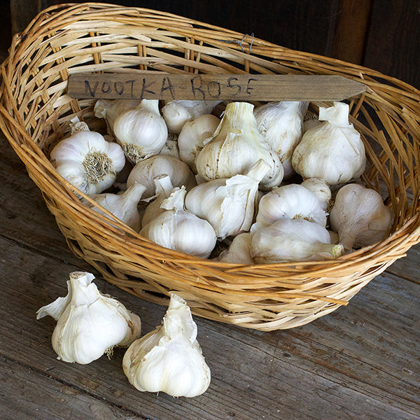 Seed Garlic - Nootka Rose