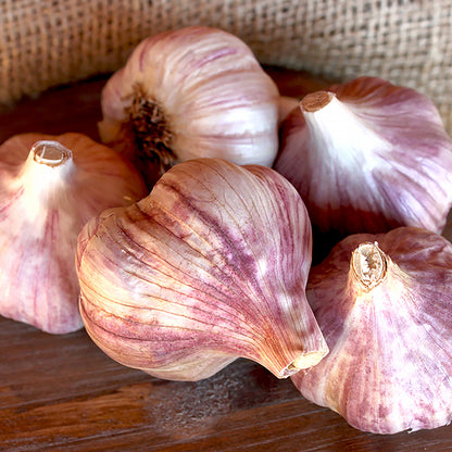 Seed Garlic - Russian Red