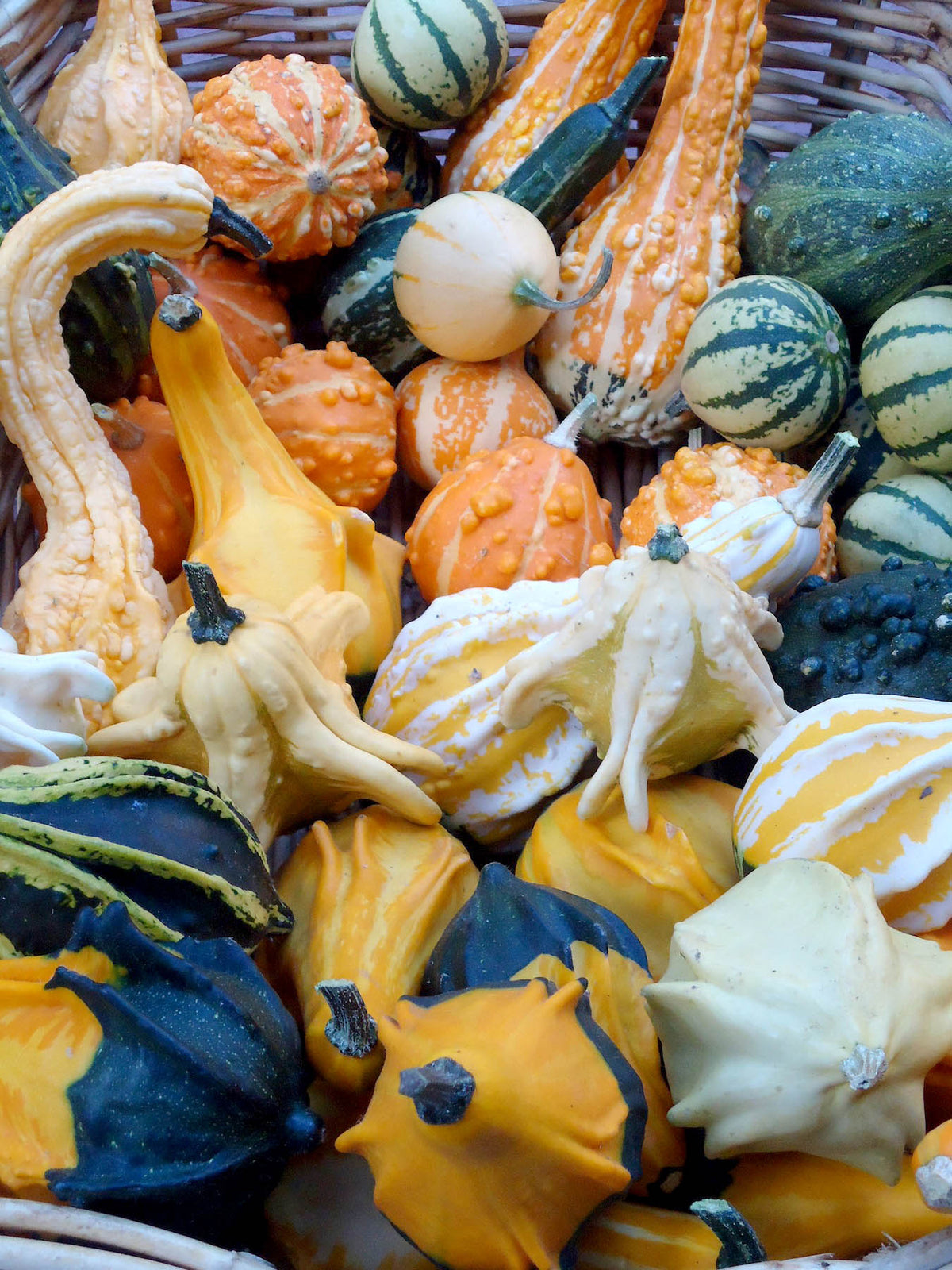 Ornamental Gourds - Wings and Warts