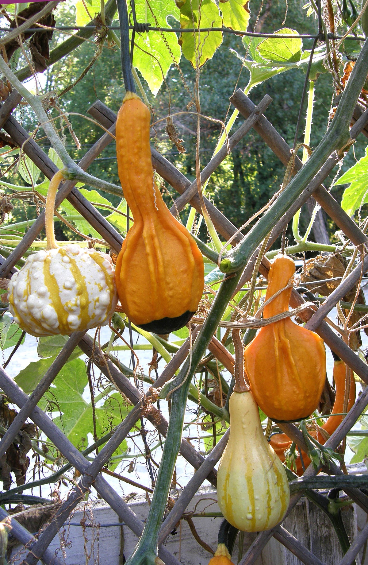 Ornamental Gourds - Wings and Warts