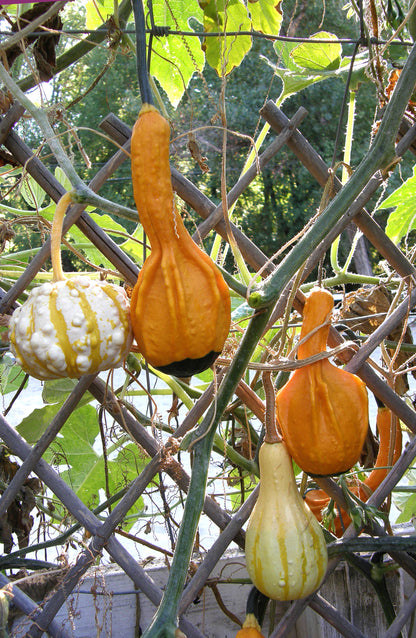 Ornamental Gourds - Wings and Warts