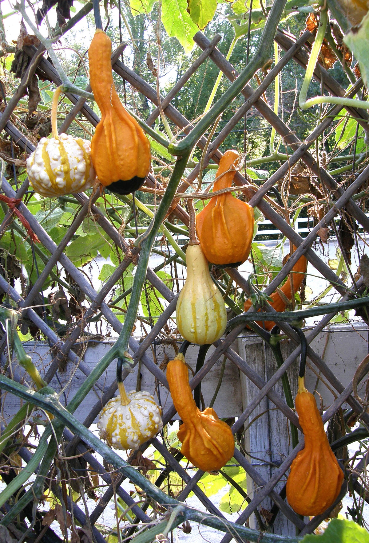 Ornamental Gourds - Wings and Warts