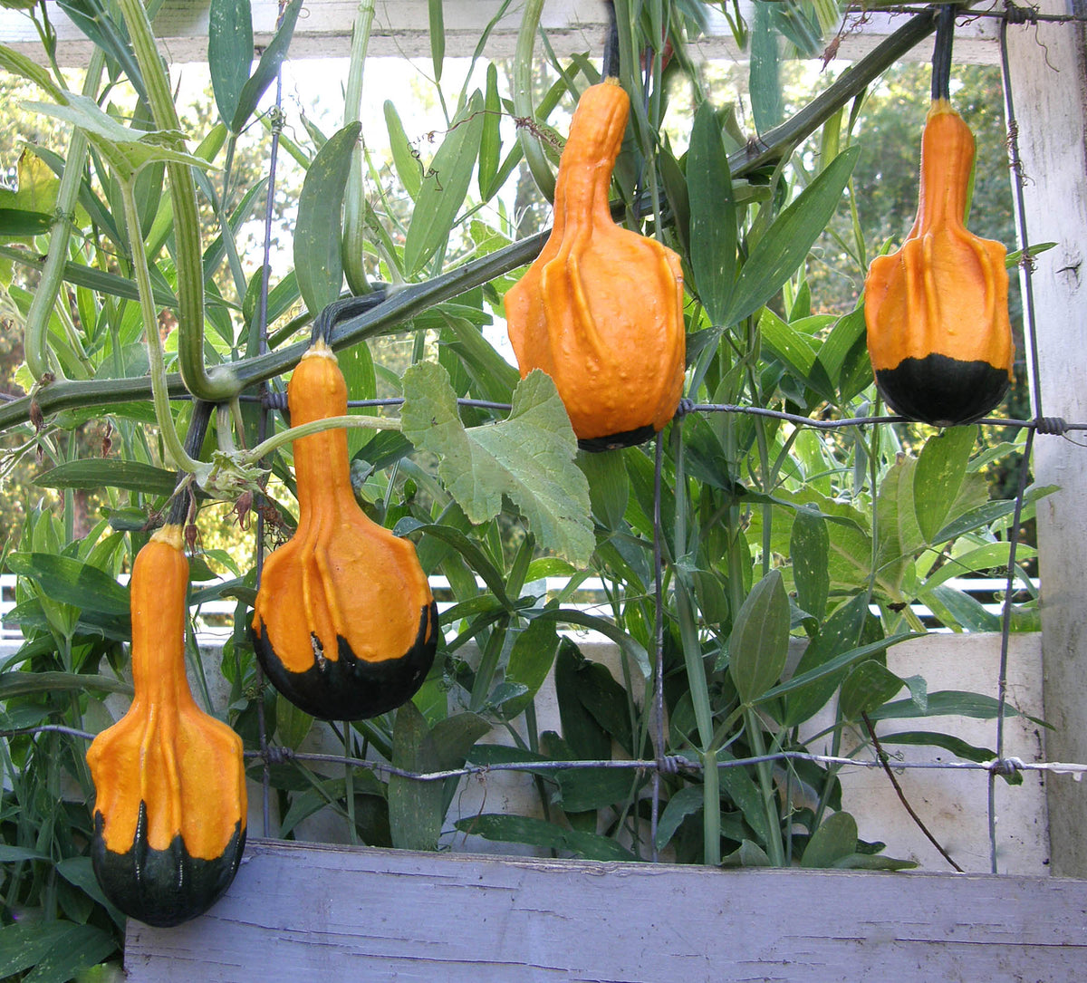 Ornamental Gourds - Wings and Warts