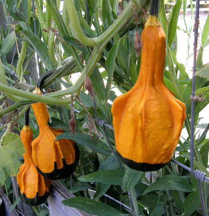 Ornamental Gourds - Wings and Warts