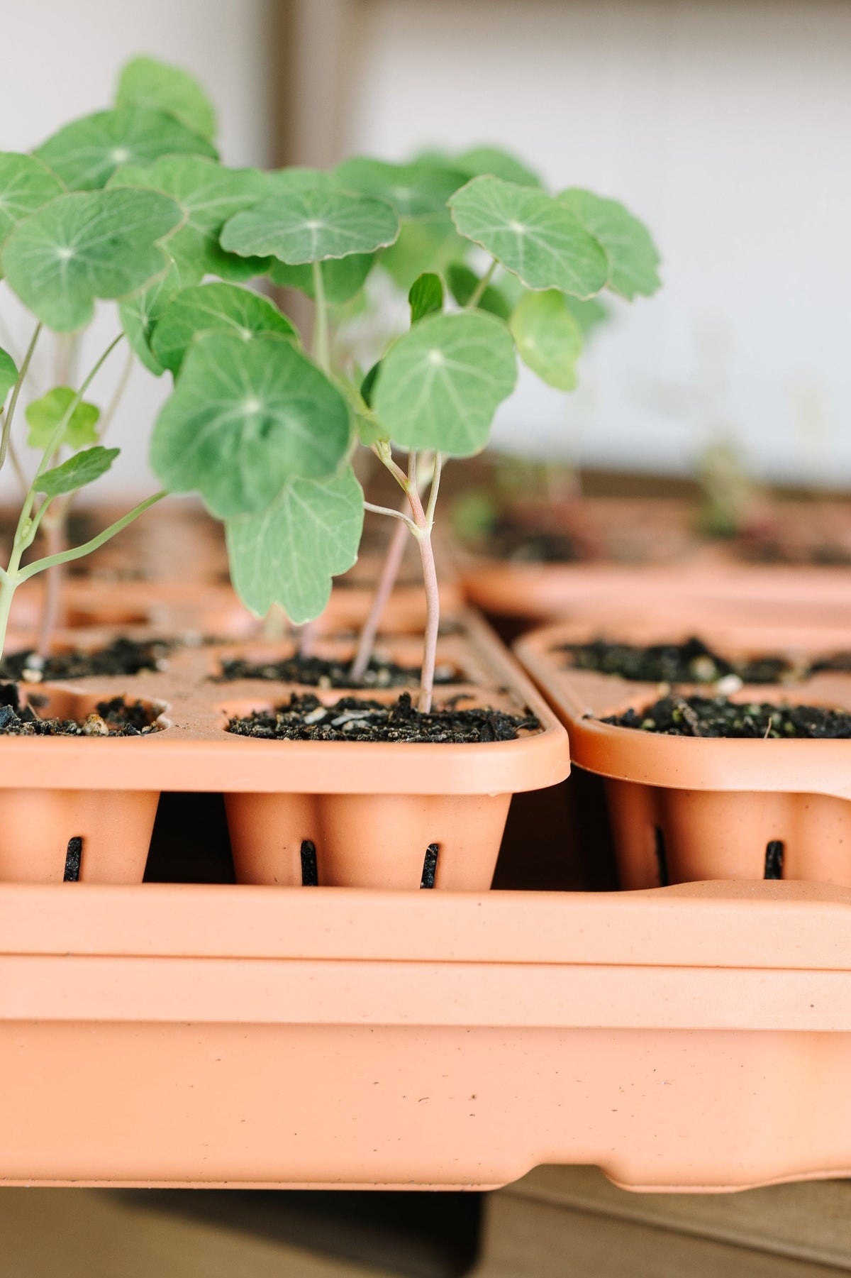 GreenStalk Seed Starter Kit with Domes