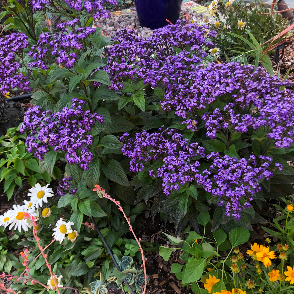 Perfumed Heliotrope - Deep Marine