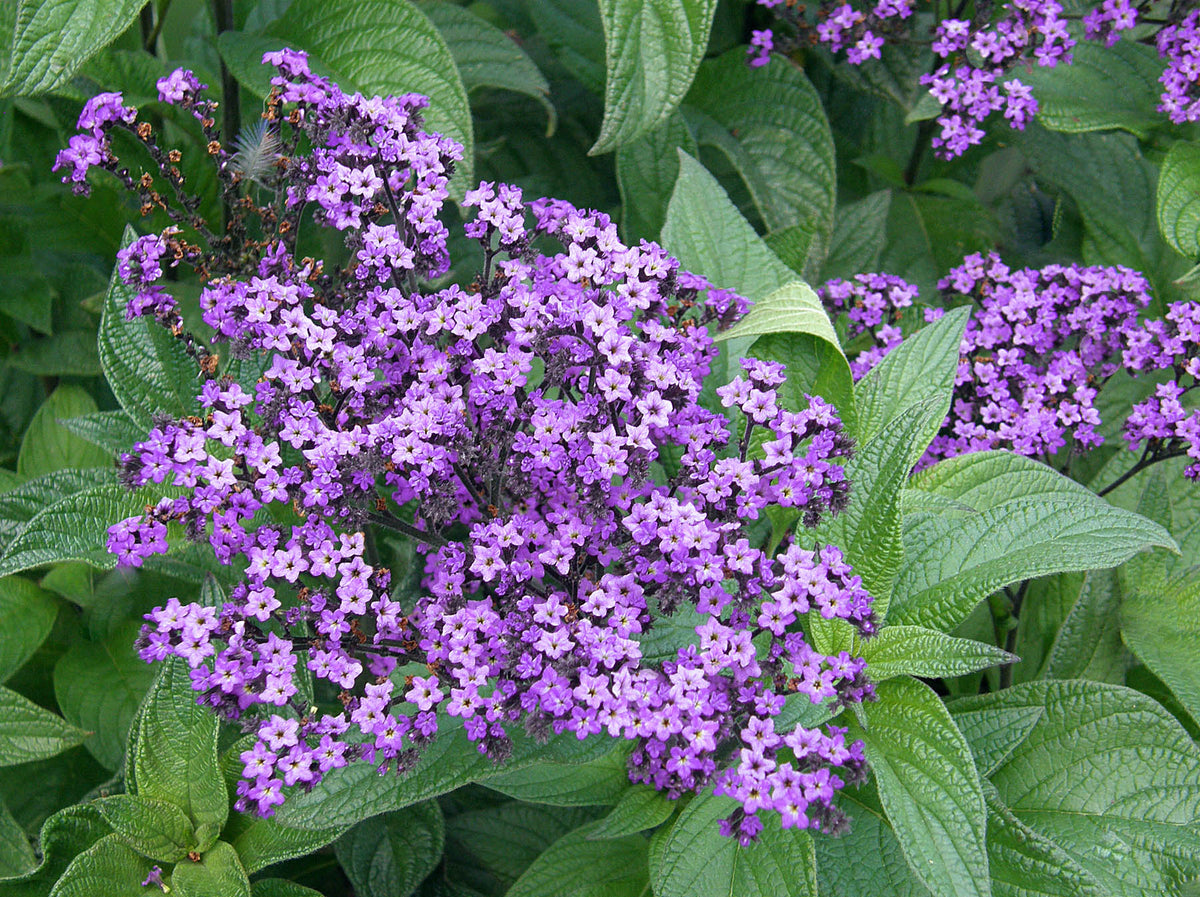 Perfumed Heliotrope - Deep Marine