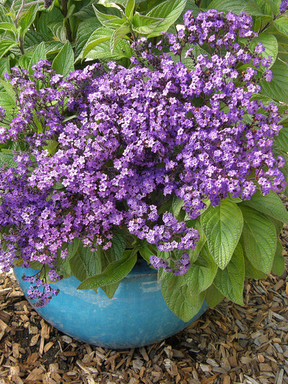 Perfumed Heliotrope - Deep Marine