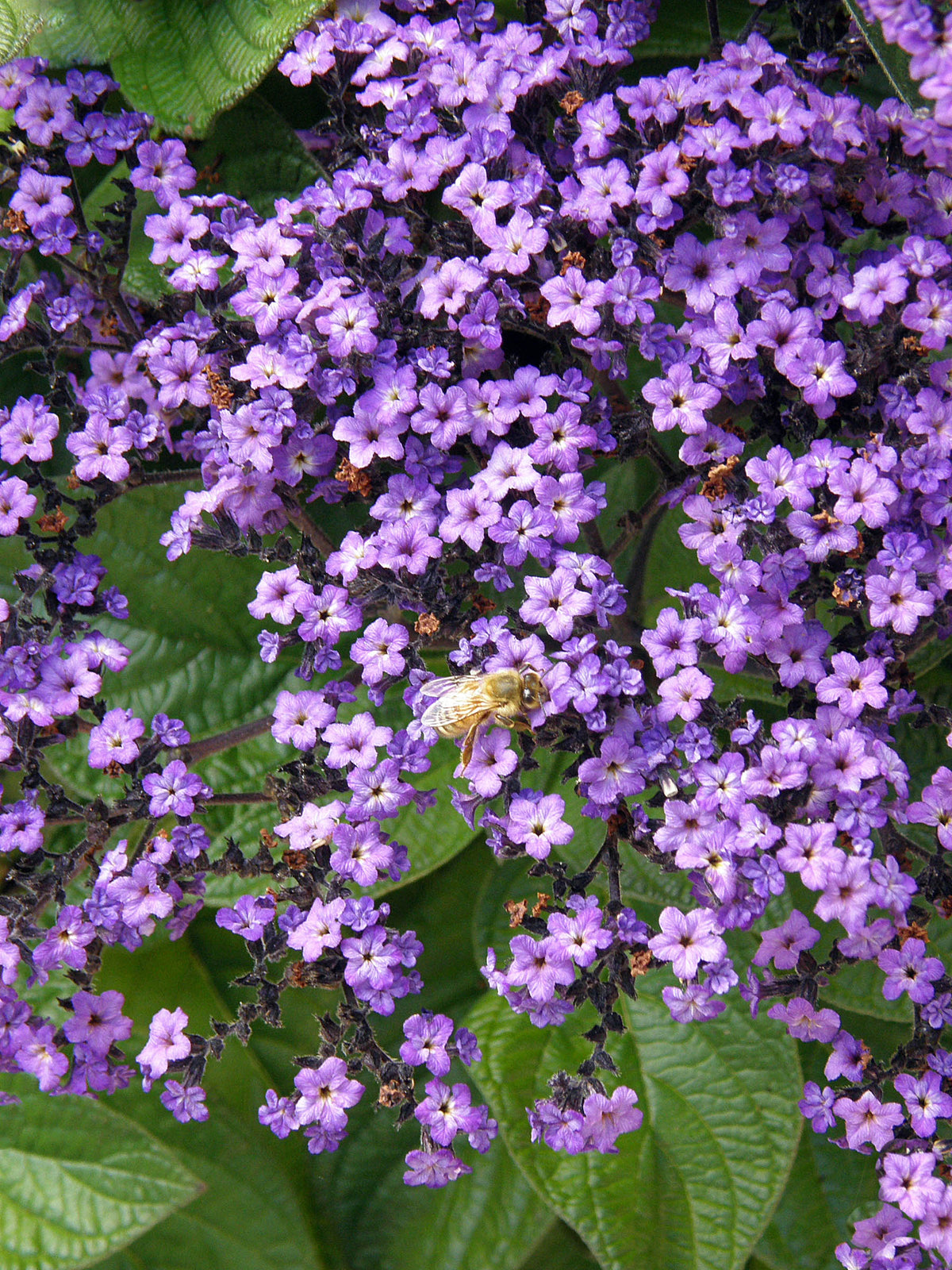 Perfumed Heliotrope - Deep Marine