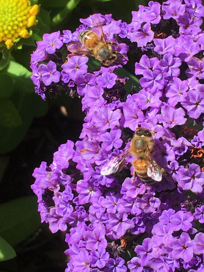 Perfumed Heliotrope - Deep Marine