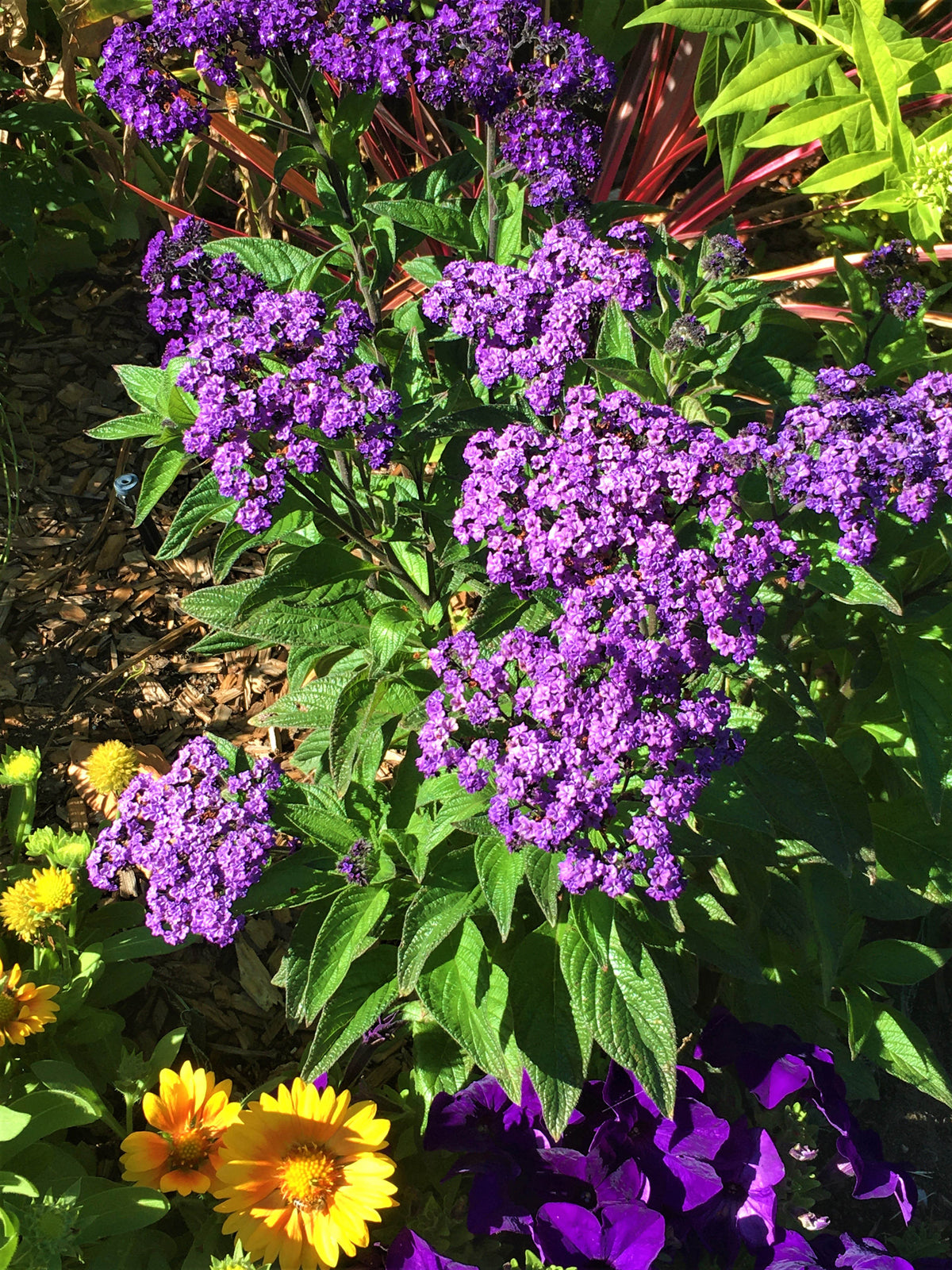 Perfumed Heliotrope - Deep Marine