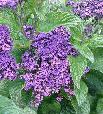 Perfumed Heliotrope - Deep Marine