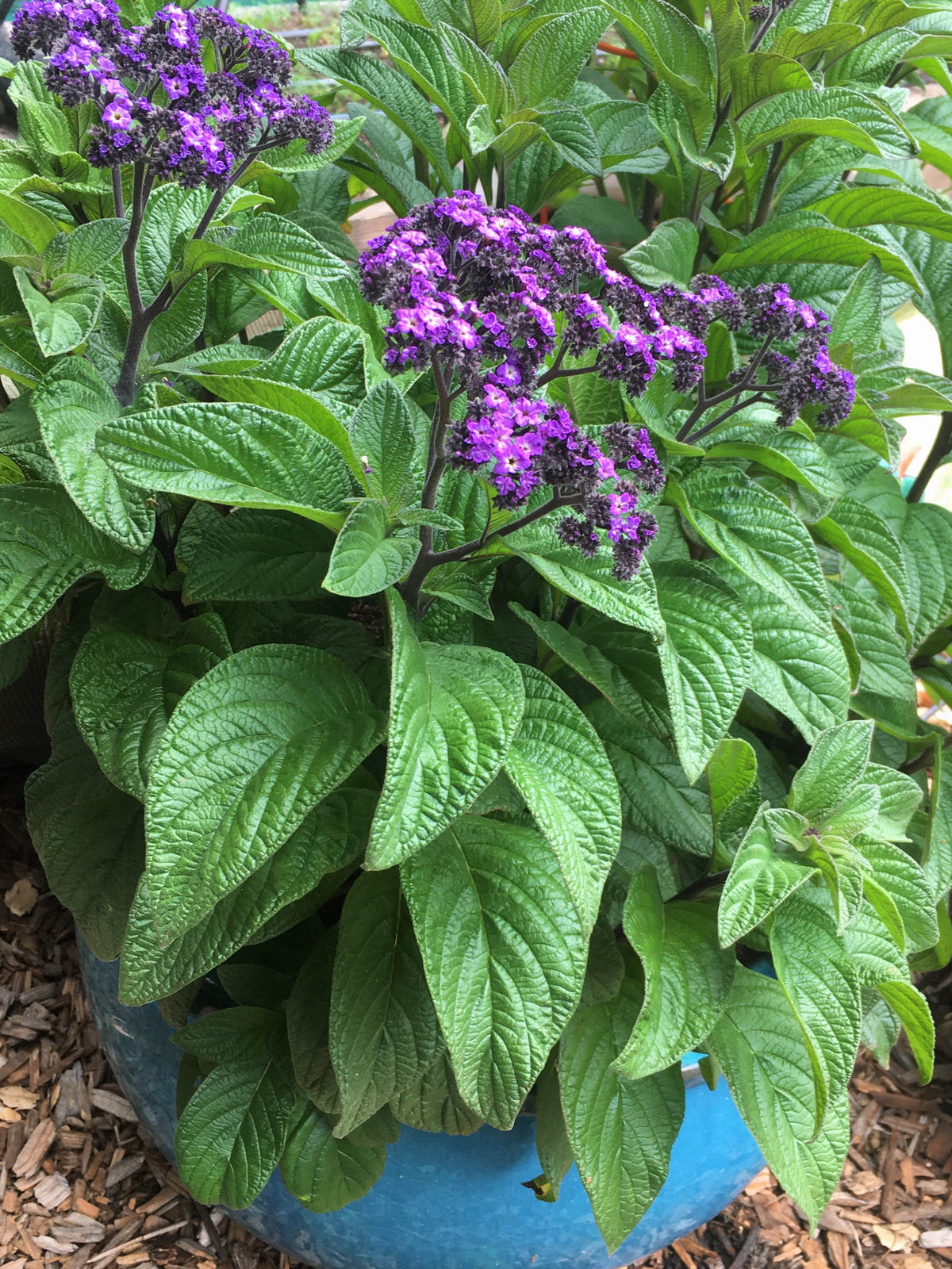 Perfumed Heliotrope - Deep Marine