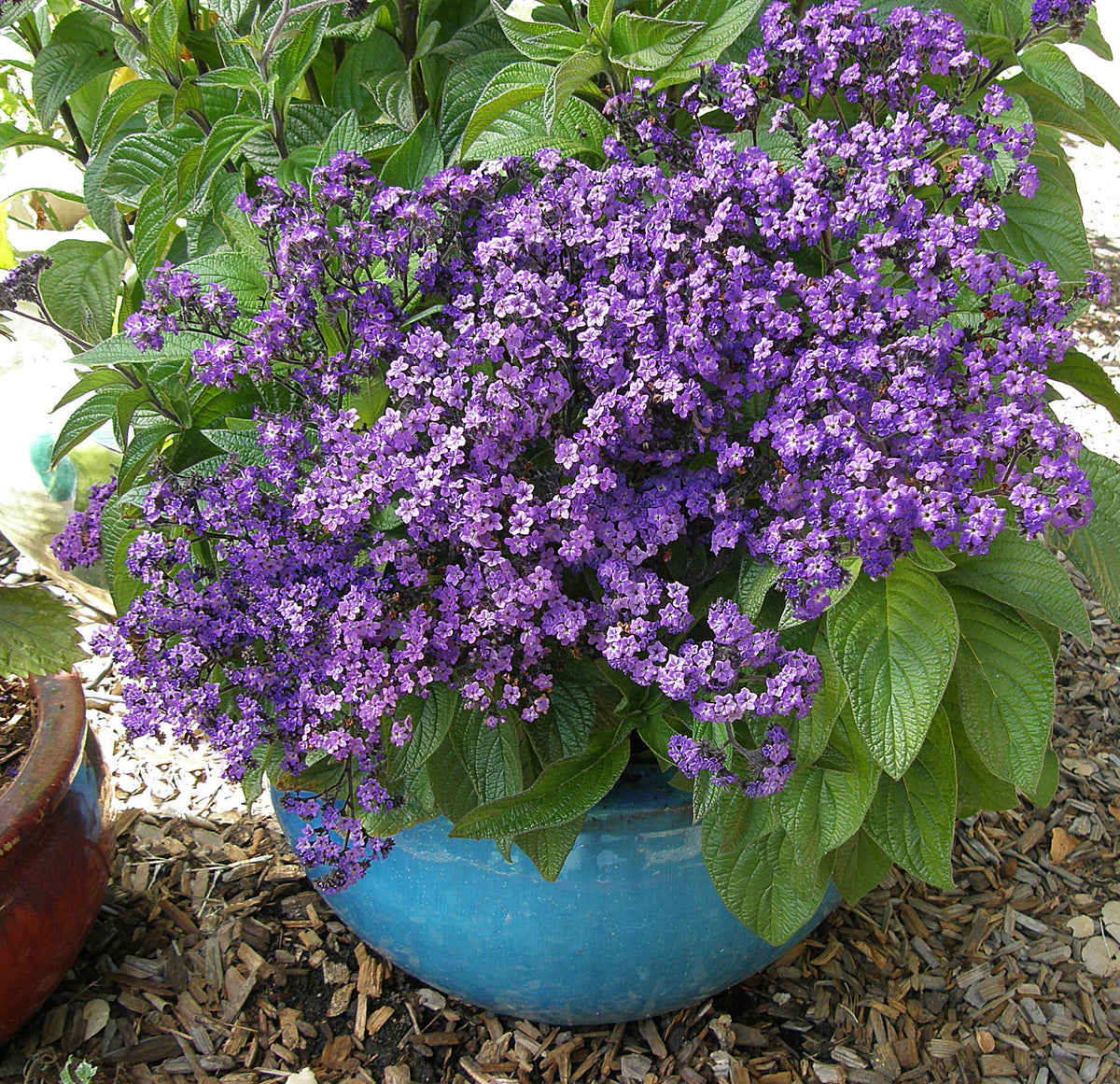 Perfumed Heliotrope - Deep Marine