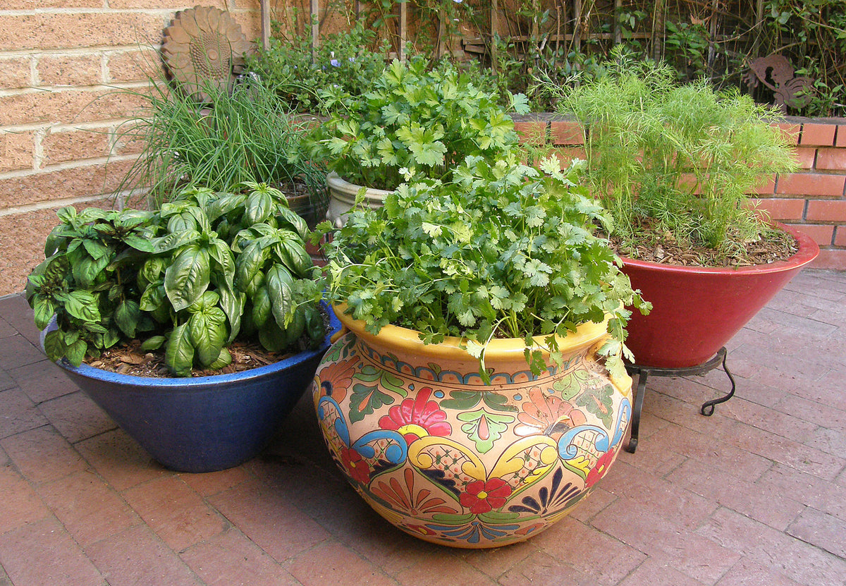 Easy To Grow - The Container Herb Garden