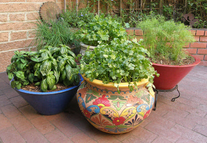 Easy To Grow - The Container Herb Garden