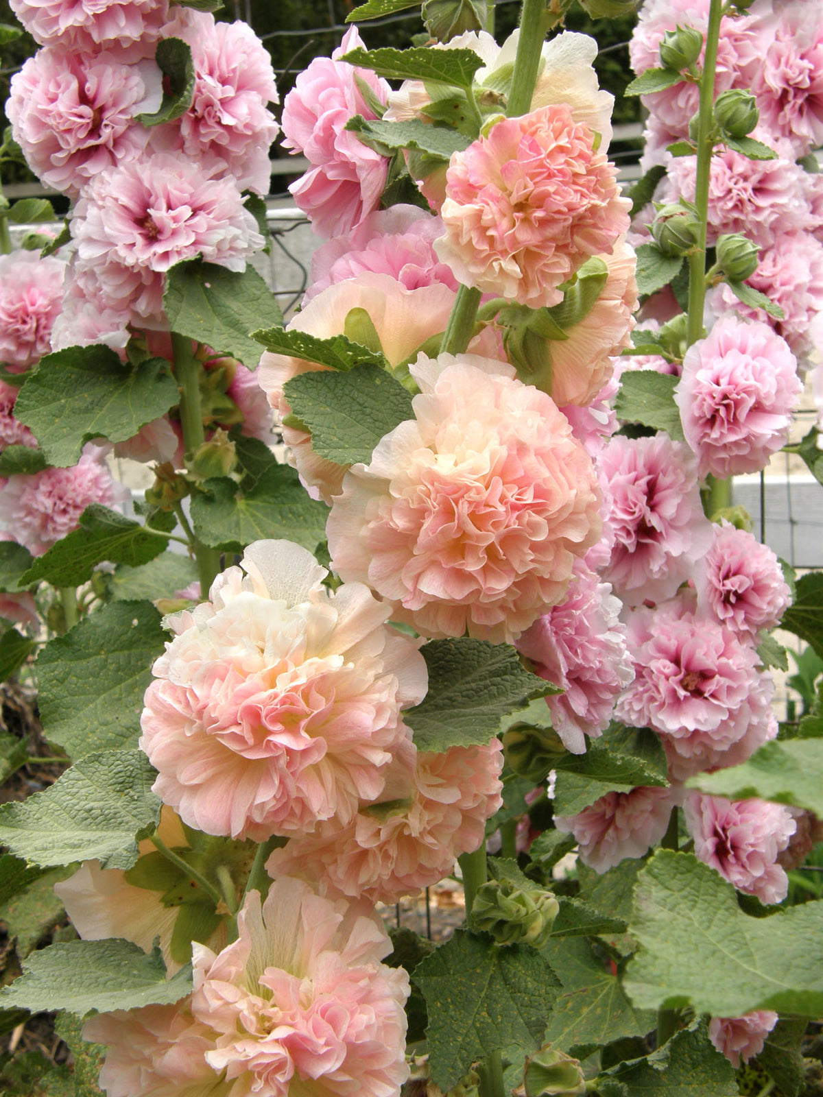 Pom Pom Hollyhocks - Apricot-Peach Parfait