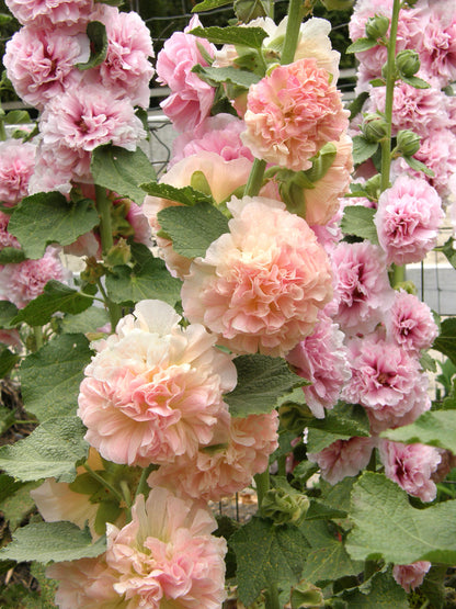 Pom Pom Hollyhocks - Apricot-Peach Parfait