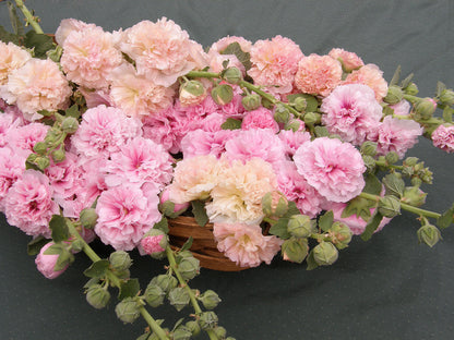 Pom Pom Hollyhocks - Apricot-Peach Parfait