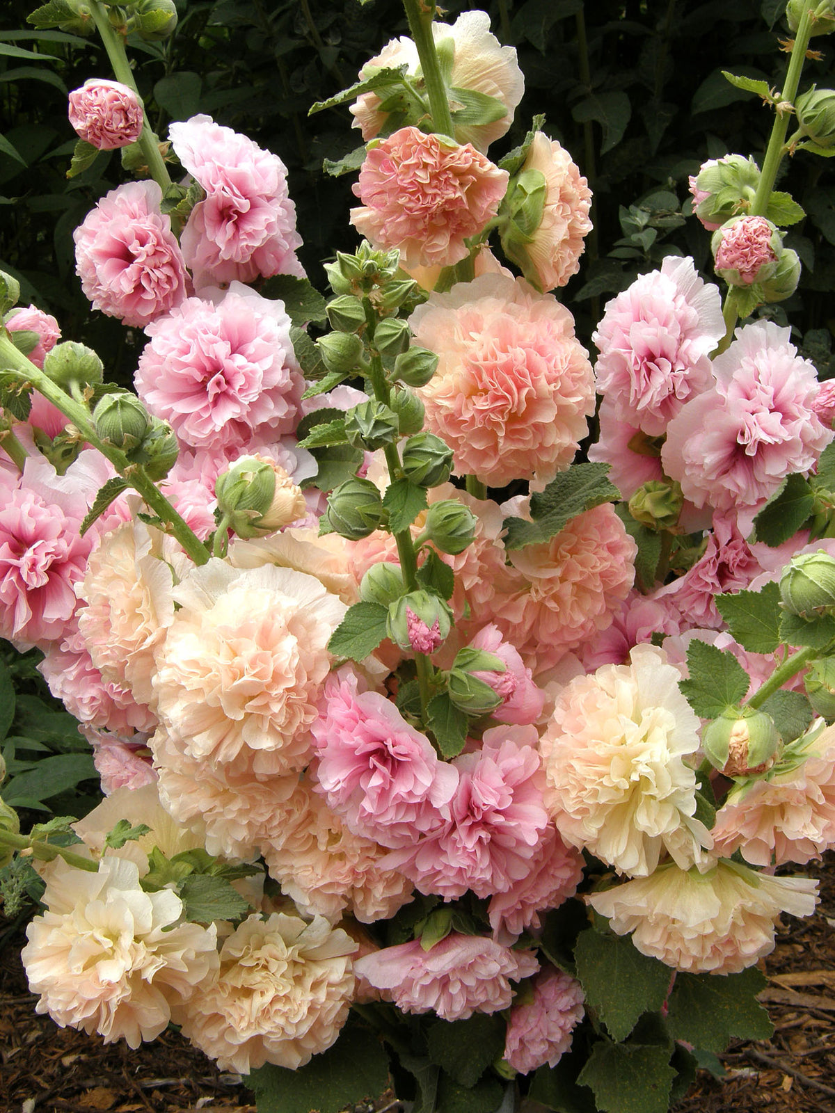 Pom Pom Hollyhocks - Apricot-Peach Parfait